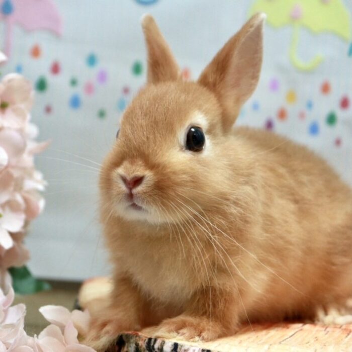 さいたま 東大宮のうさぎ専門店 Dan S House 健康で可愛いうさぎをブリーディング 血統書あり