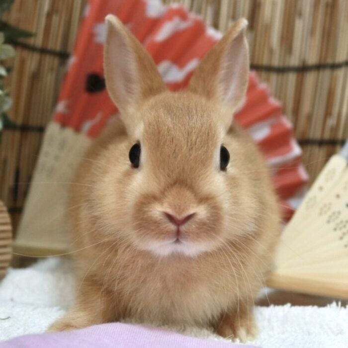 さいたま 東大宮のうさぎ専門店 Dan S House 健康で可愛いうさぎをブリーディング 血統書あり さいたま 東大宮のうさぎ専門店 Dan S House 健康で可愛いうさぎをブリーディング 血統書あり