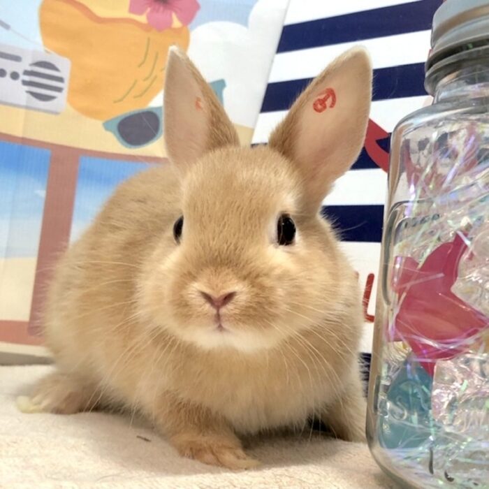 さいたま 東大宮のうさぎ専門店 Dan S House 健康で可愛いうさぎをブリーディング 血統書あり さいたま 東大宮のうさぎ専門店 Dan S House 健康で可愛いうさぎをブリーディング 血統書あり