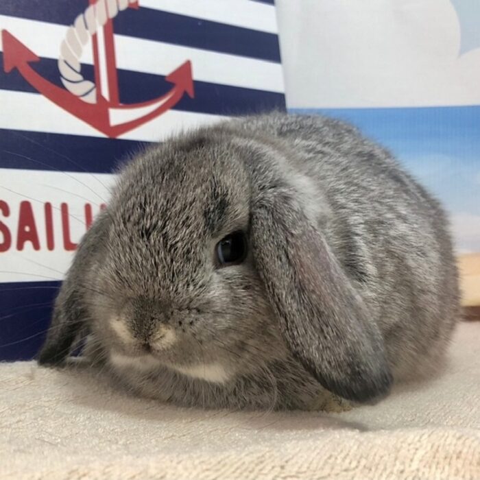 さいたま 東大宮のうさぎ専門店 Dan S House 健康で可愛いうさぎをブリーディング 血統書あり