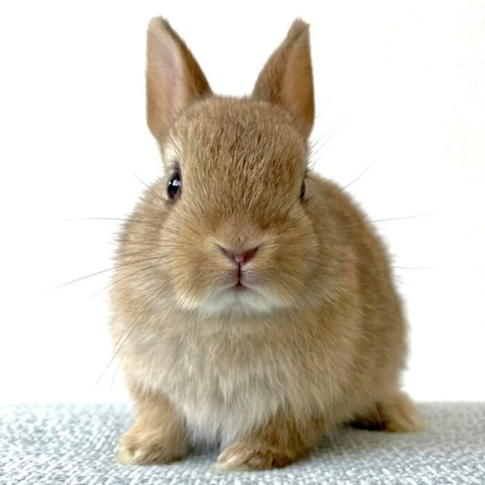 さいたま 東大宮のうさぎ専門店 Dan S House 健康で可愛いうさぎをブリーディング 血統書あり