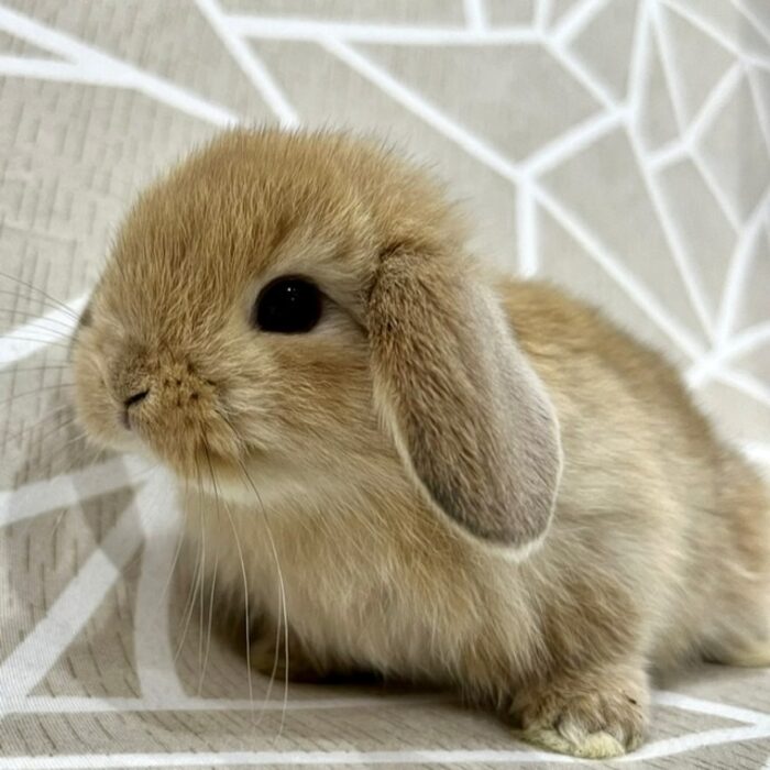 さいたま 東大宮のうさぎ専門店 Dan S House 健康で可愛いうさぎをブリーディング 血統書あり