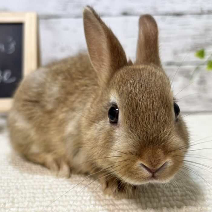 さいたま 東大宮のうさぎ専門店 Dan S House 健康で可愛いうさぎをブリーディング 血統書あり