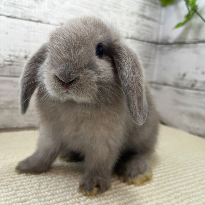 さいたま 東大宮のうさぎ専門店 Dan S House 健康で可愛いうさぎをブリーディング 血統書あり さいたま 東大宮のうさぎ専門店 Dan S House 健康で可愛いうさぎをブリーディング 血統書あり