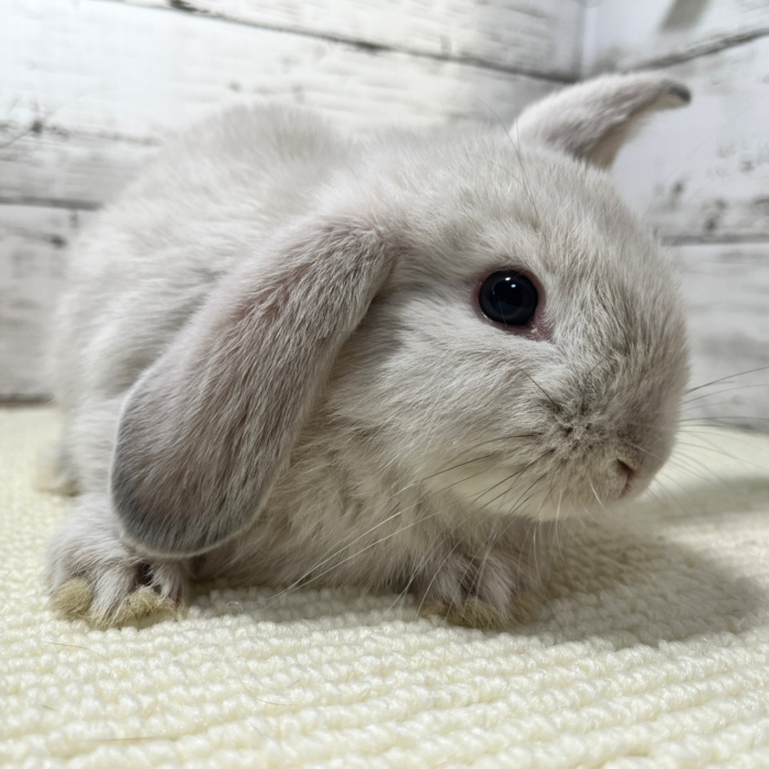 さいたま 東大宮のうさぎ専門店 Dan S House 健康で可愛いうさぎをブリーディング 血統書あり さいたま 東大宮のうさぎ専門店 Dan S House 健康で可愛いうさぎをブリーディング 血統書あり