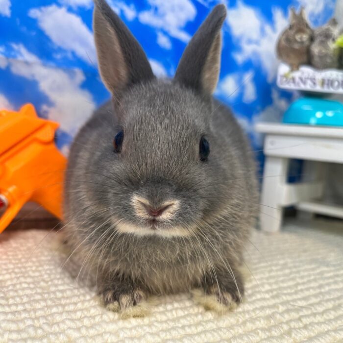 さいたま 東大宮のうさぎ専門店 Dan S House 健康で可愛いうさぎをブリーディング 血統書あり