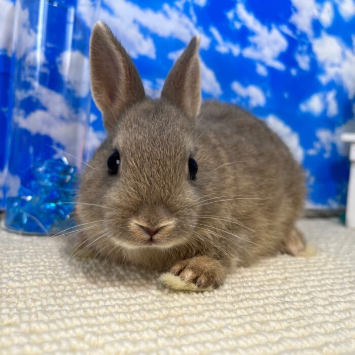 さいたま 東大宮のうさぎ専門店 Dan S House 健康で可愛いうさぎをブリーディング 血統書あり さいたま 東大宮のうさぎ専門店 Dan S House 健康で可愛いうさぎをブリーディング 血統書あり