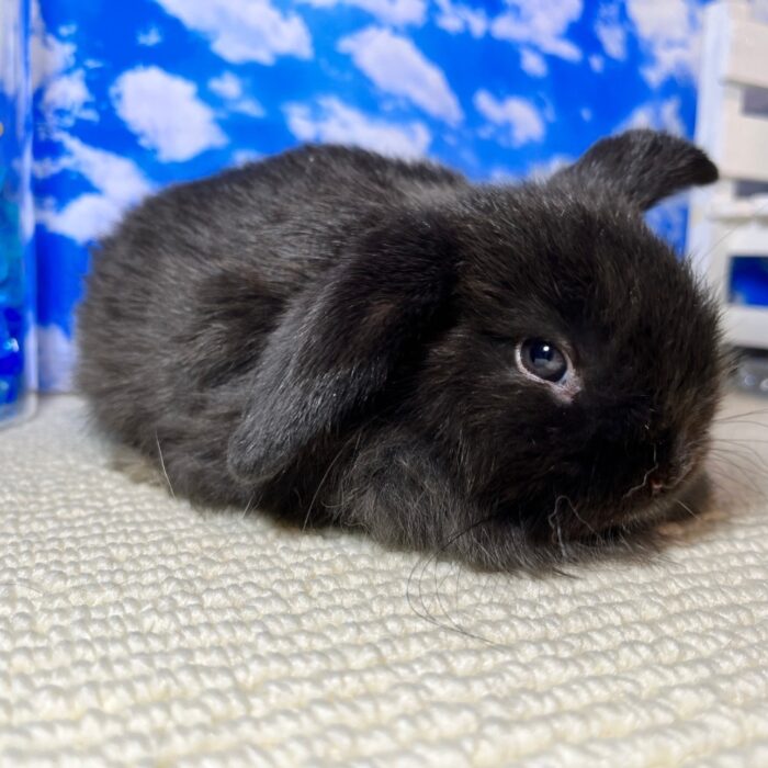 さいたま 東大宮のうさぎ専門店 Dan S House 健康で可愛いうさぎをブリーディング 血統書あり さいたま 東大宮のうさぎ専門店 Dan S House 健康で可愛いうさぎをブリーディング 血統書あり