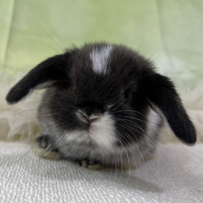 ピンクハウス♡くま、うさぎワッペンブルゾン ピンクハウス♡くま、うさぎワッペンブルゾン - メルカリ