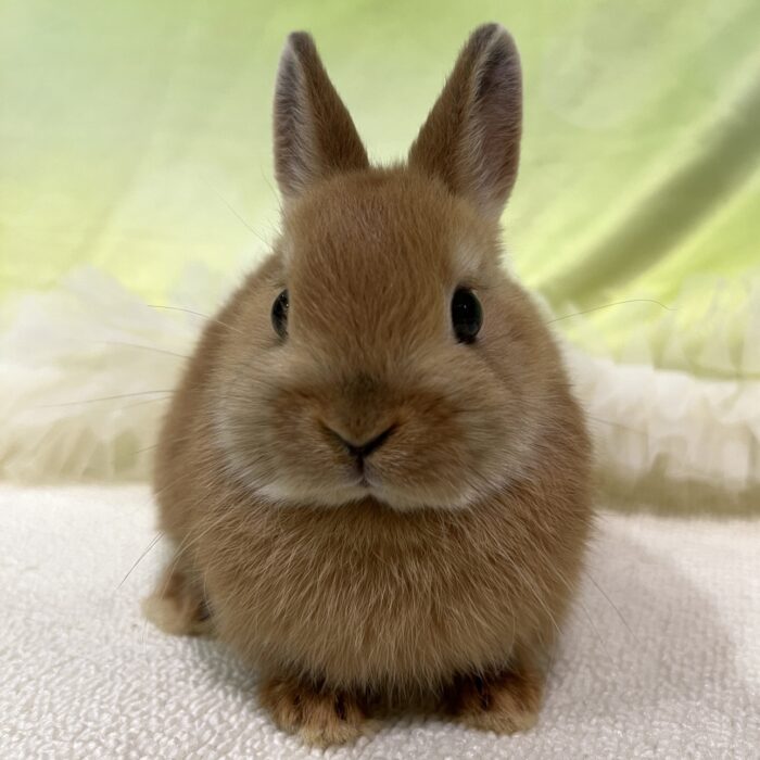 さいたま 東大宮のうさぎ専門店 DAN'S HOUSE｜健康で可愛いうさぎを