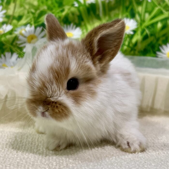 さいたま 東大宮のうさぎ専門店 DAN'S HOUSE｜健康で可愛いうさぎを