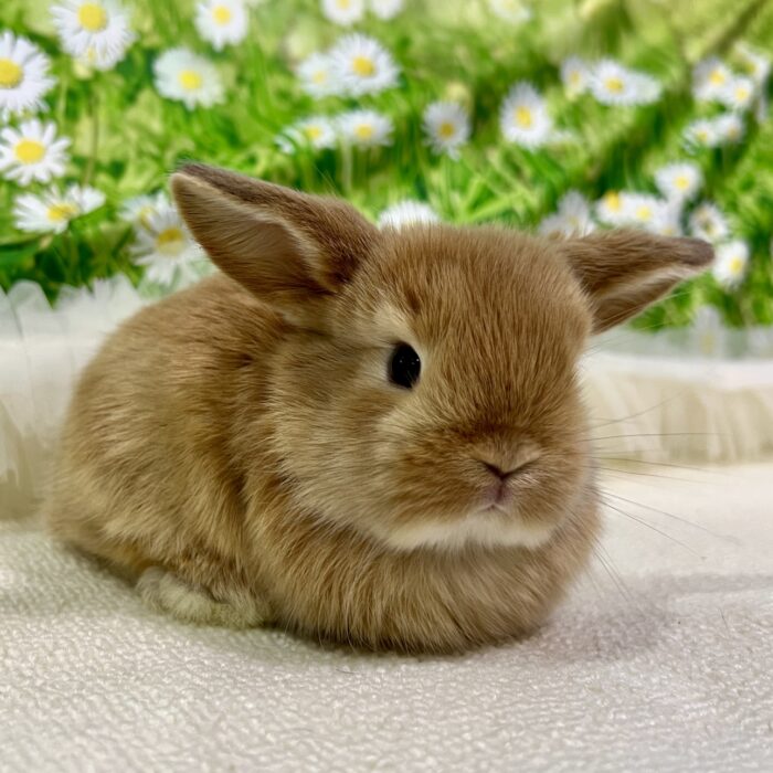 さいたま 東大宮のうさぎ専門店 DAN'S HOUSE｜健康で可愛いうさぎを