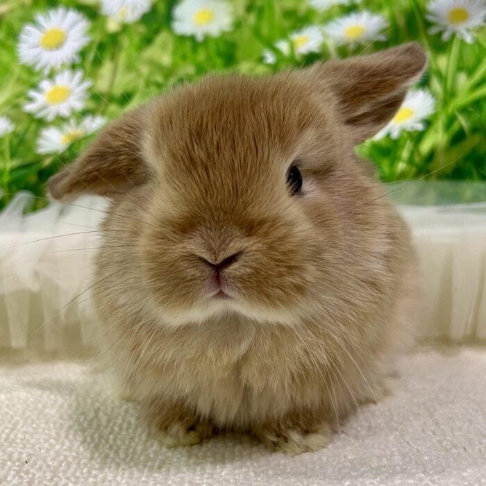 うさぎ　まとめ売り Amazon.co.jp: うさぎのきもちVOL.6 ([バラエティ]) : 東京書店: 本