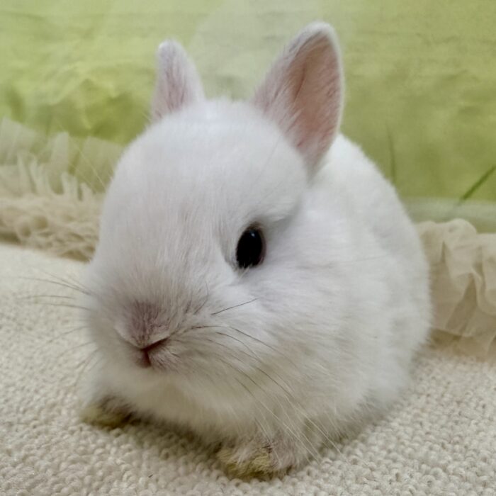さいたま 東大宮のうさぎ専門店 DAN'S HOUSE｜健康で可愛いうさぎを